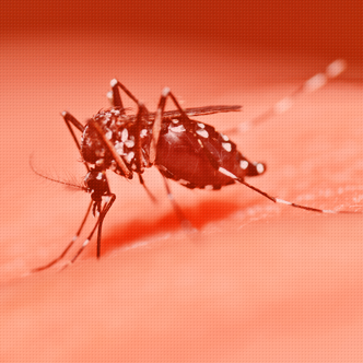 img-dengue