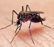 mundo-dengue-aedes-aegypti-20110116-009-768x512