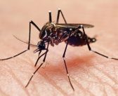 Plano Verão Sem Mosquito’: CCZ intensifica inspeções em hotéis e pousadas de Salvador