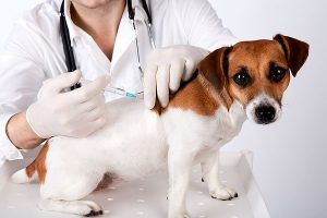 vacinas-cachorro-2-300x200